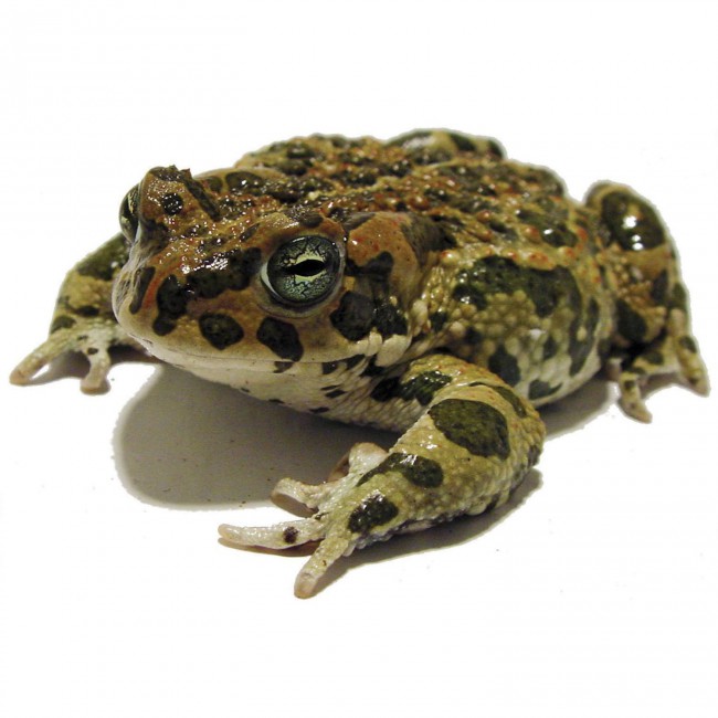 Misunderstanding Poetry