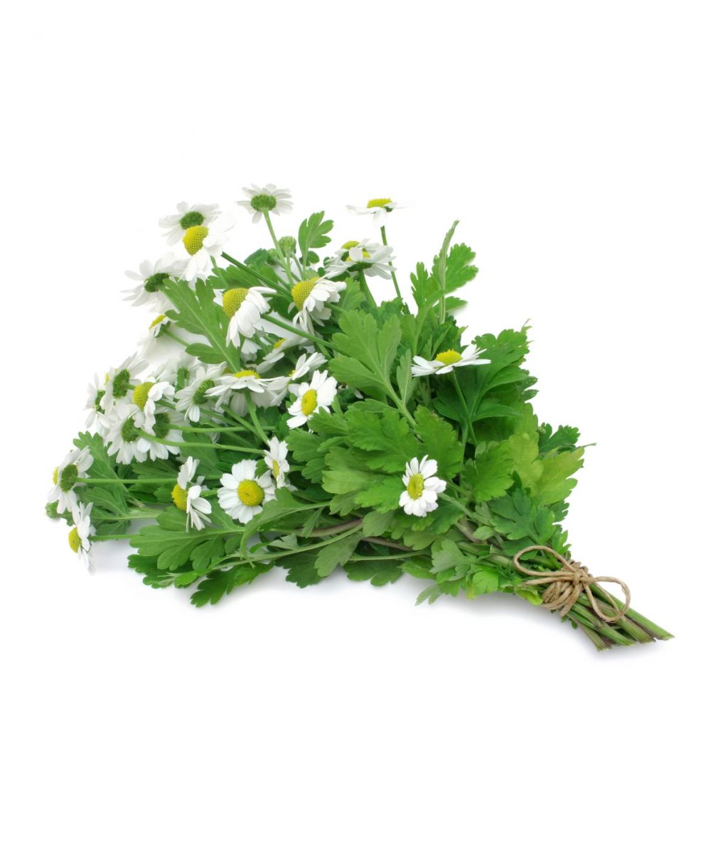 Linda Russo’s “Plant Light Situating”